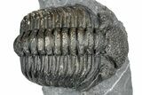 Curled Phacopid (Drotops) Trilobite - Mrakib, Morocco #357347-2